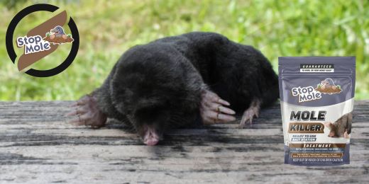 Como avaliar a eficácia do tratamento anti-toupeira no seu jardim?