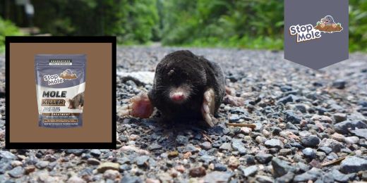 Quais são os métodos naturais para afastar as toupeiras?