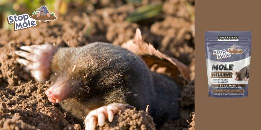 O tratamento Stop Mole é fácil de aplicar para iniciantes em jardinagem?